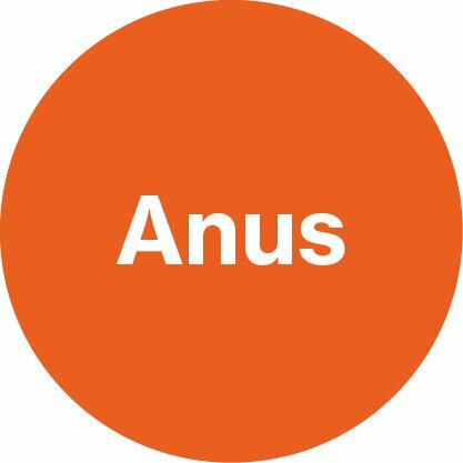 Oranger Kreis mit Anus-Beschriftung
