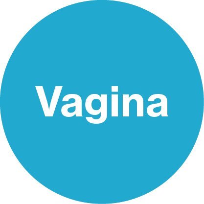 Blauer Kreis mit Vagina-Beschriftung