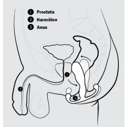 ANEROS Maximus Trident Prostata Massager aus ABS...