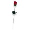 KINKY PLEASURE Seifen Rose Rot