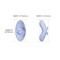 SVAKOM Echo 2 Fingervibrator Himmelblau