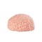 XTC JAPAN Brain Hacker DX Masturbator Beige