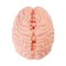 XTC JAPAN Brain Hacker DX Masturbator Beige
