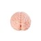 XTC JAPAN Brain Hacker DX Masturbator Beige